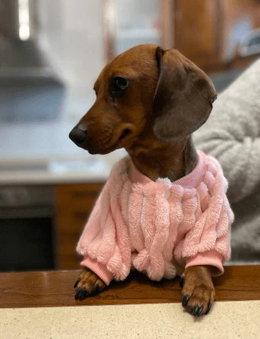 Jaquetinha LaPetite Lã™ para cães e gatos