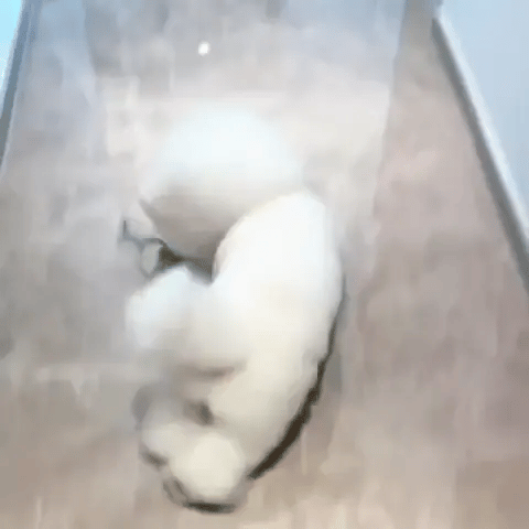 BolaViva - Bola Interativa de Diversão para Cães e Gatos