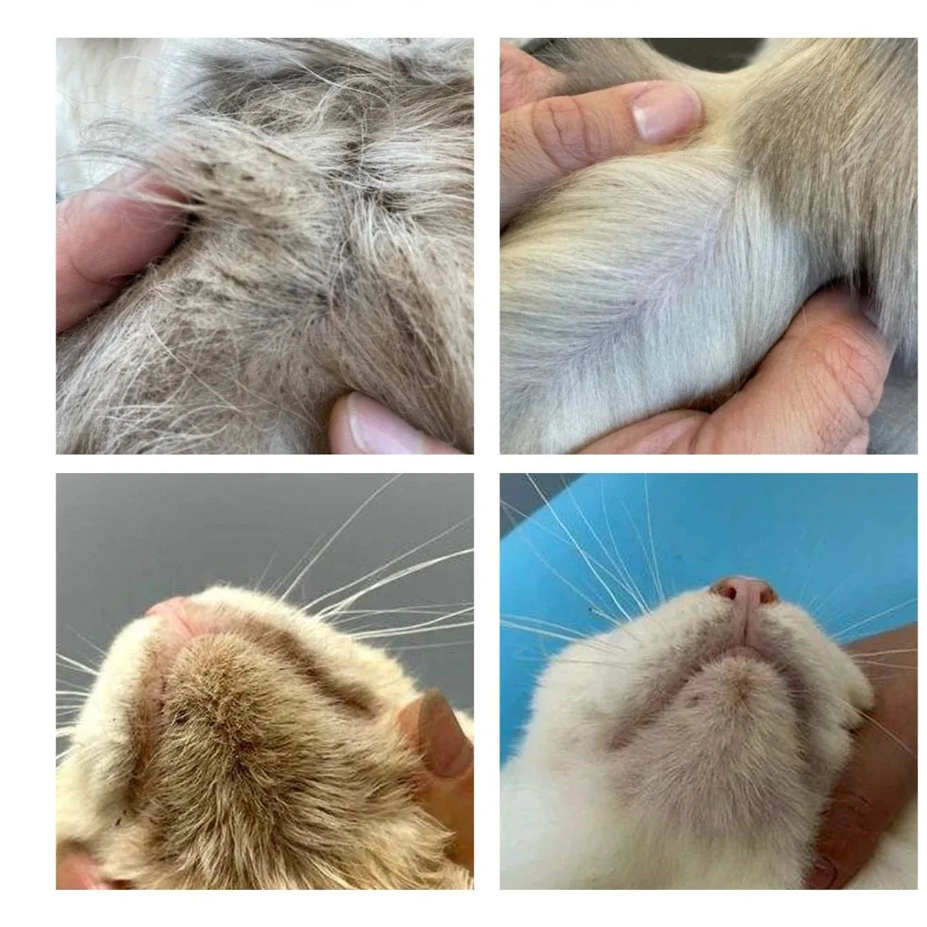 Luva Mágica PetClean™