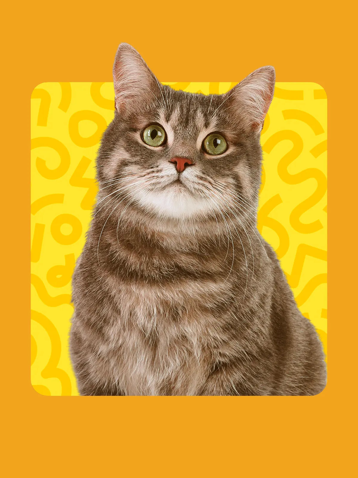 Gatos