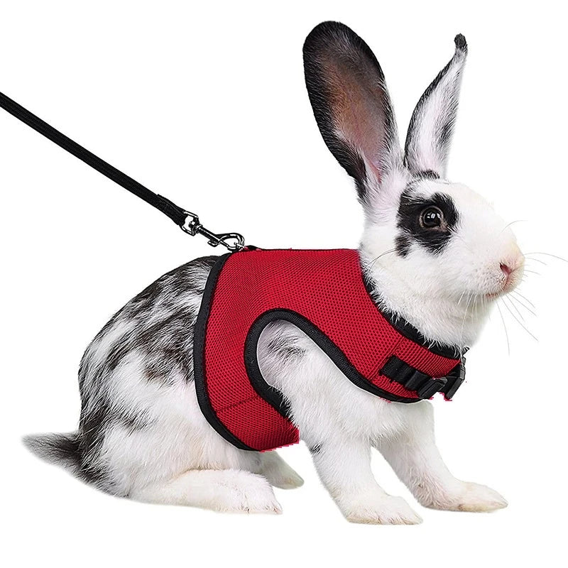 Colete-e-Guia-para-Coelhos-Pets