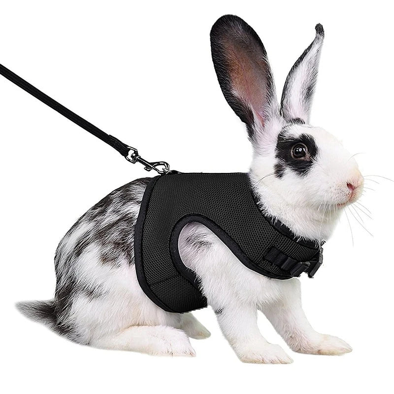 Colete-e-Guia-para-Coelhos-Pets
