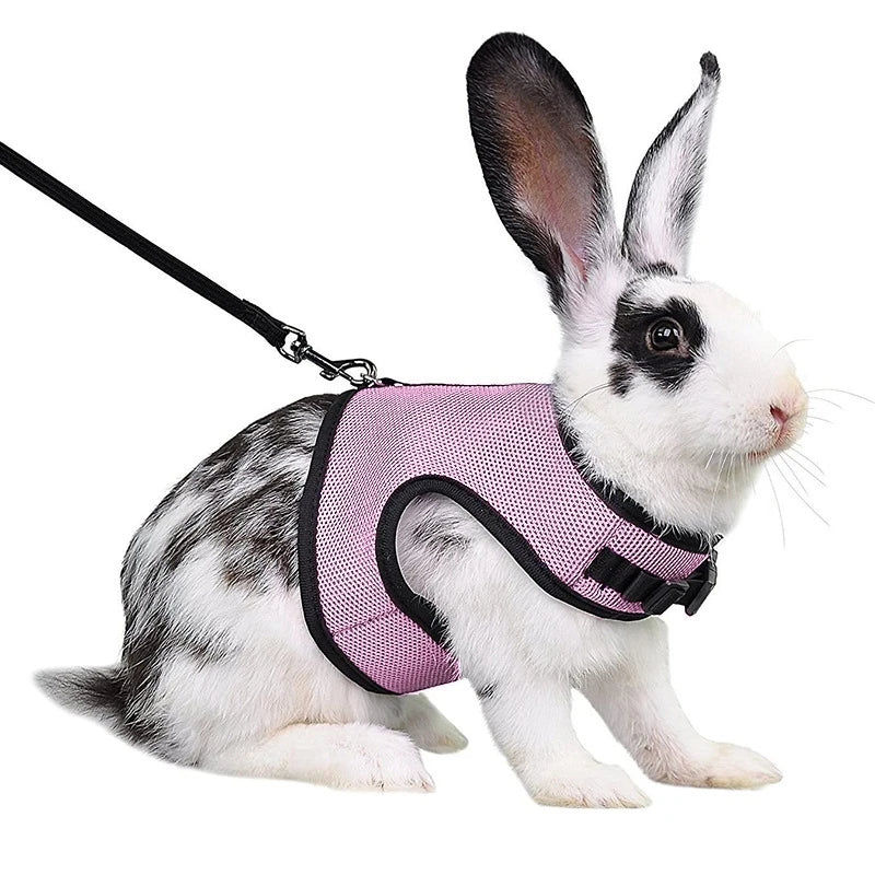 Colete-e-Guia-para-Coelhos-Pets