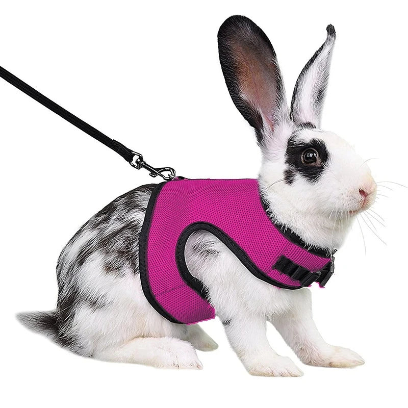 Colete-e-Guia-para-Coelhos-Pets