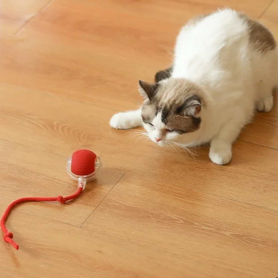 BolaViva - Bola Interativa de Diversão para Cães e Gatos