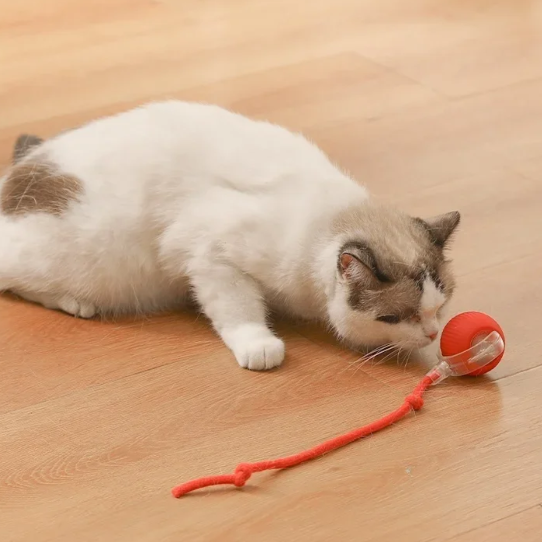 BolaViva - Bola Interativa de Diversão para Cães e Gatos